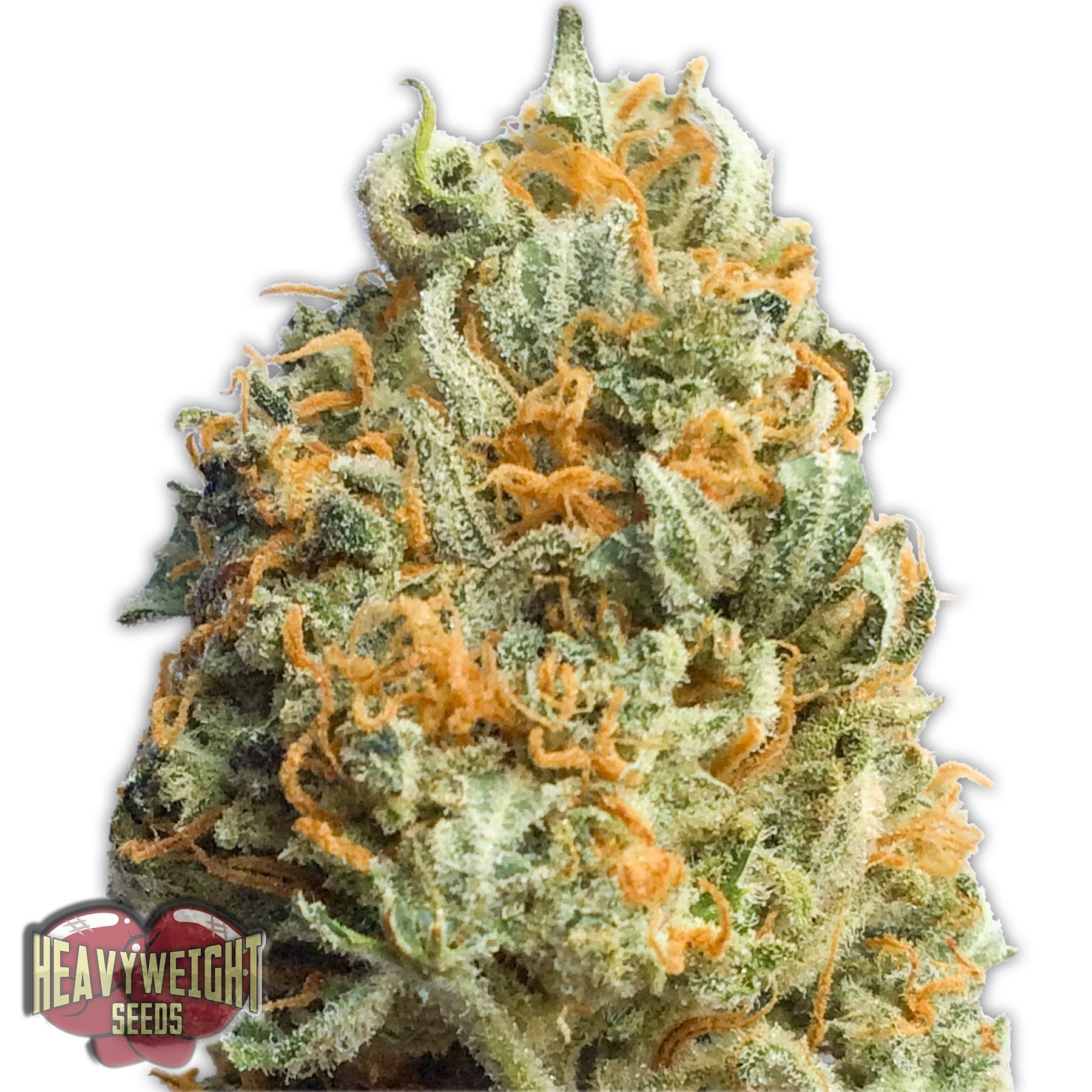 Heavyweight Seeds Fully Loaded Auto female seeds Heavyweight Seeds Fully Loaded Auto female seeds