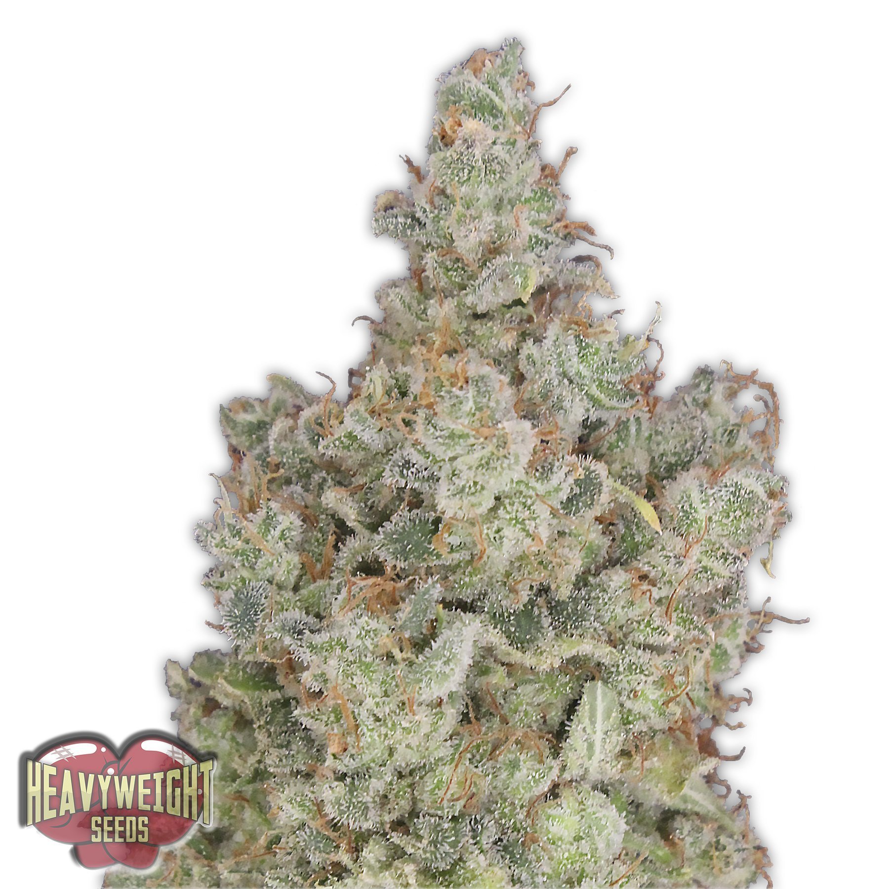 Heavyweight Seeds total Paralysis female seeds Heavyweight Seeds total Paralysis female seeds