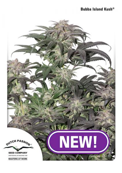 Dutch Passion Bubba Island Kush female seeds Dutch Passion Bubba Island Kush female seeds