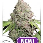 CBD Charlotte’s Angel female seeds
