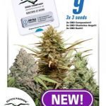 CBD Rich Feminised Mix