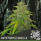 Shortstuff seeds Auto Purple Gorilla feminised