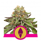 Royal Queen Seeds Green Gelato feminised seeds