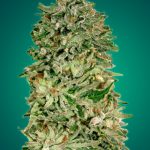Shark Widow CBD feminised seeds