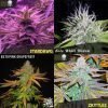 free seeds mixed