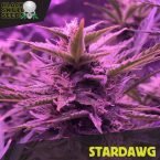 star dog feminized seeds