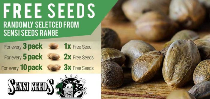 Free sensi seeds