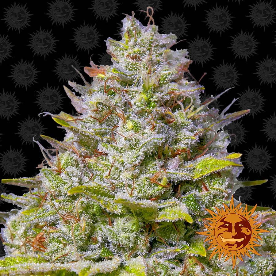 Barneys Farm Blue Gelato 41 feminised seeds Barneys Farm Blue Gelato 41 feminised seeds