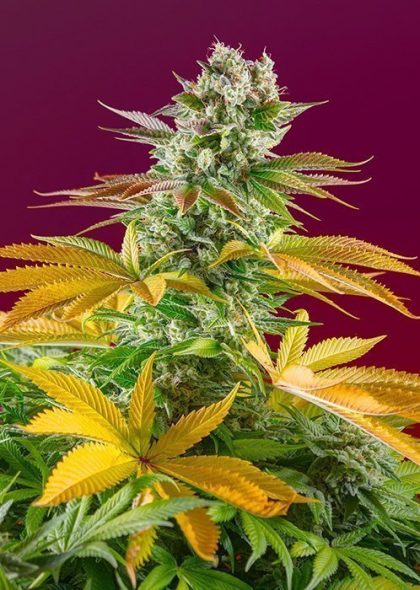 Gorilla Girl F1 FAST Feminised Seeds