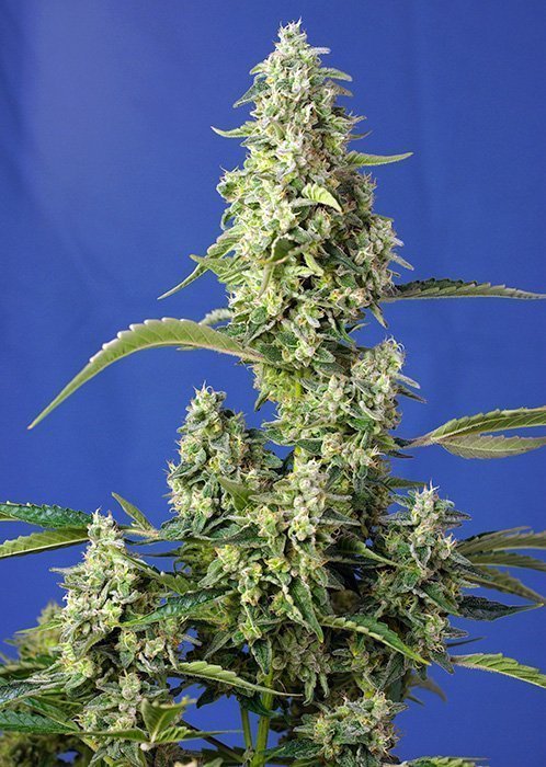 Gorilla Girl XL Auto Feminised Seeds Gorilla Girl XL Auto Feminised Seeds