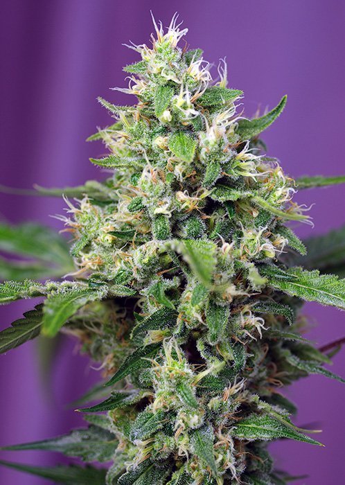 Sweet Amnesia Haze XL Auto Feminised Seeds Sweet Amnesia Haze XL Auto Feminised Seeds