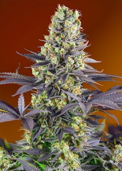 Sweet Zkittlez Feminised Seeds