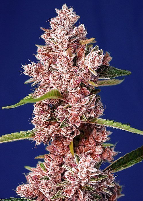 Tropicanna Poison F1 FAST Feminised Seeds Tropicanna Poison F1 FAST Feminised Seeds
