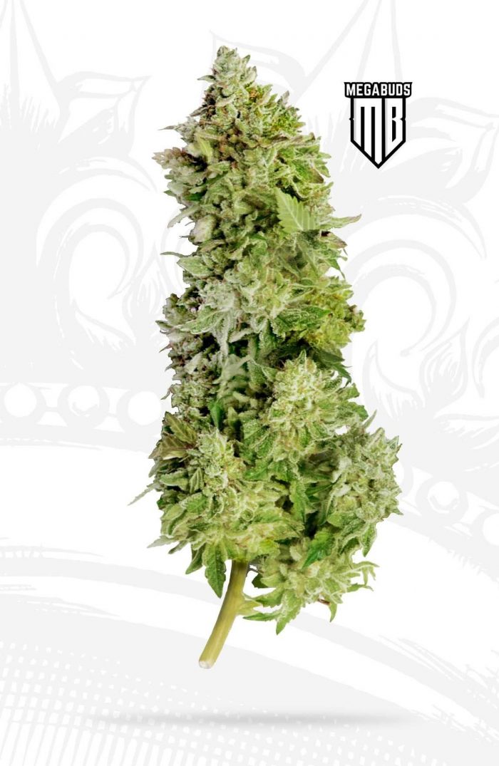 beast mode auto