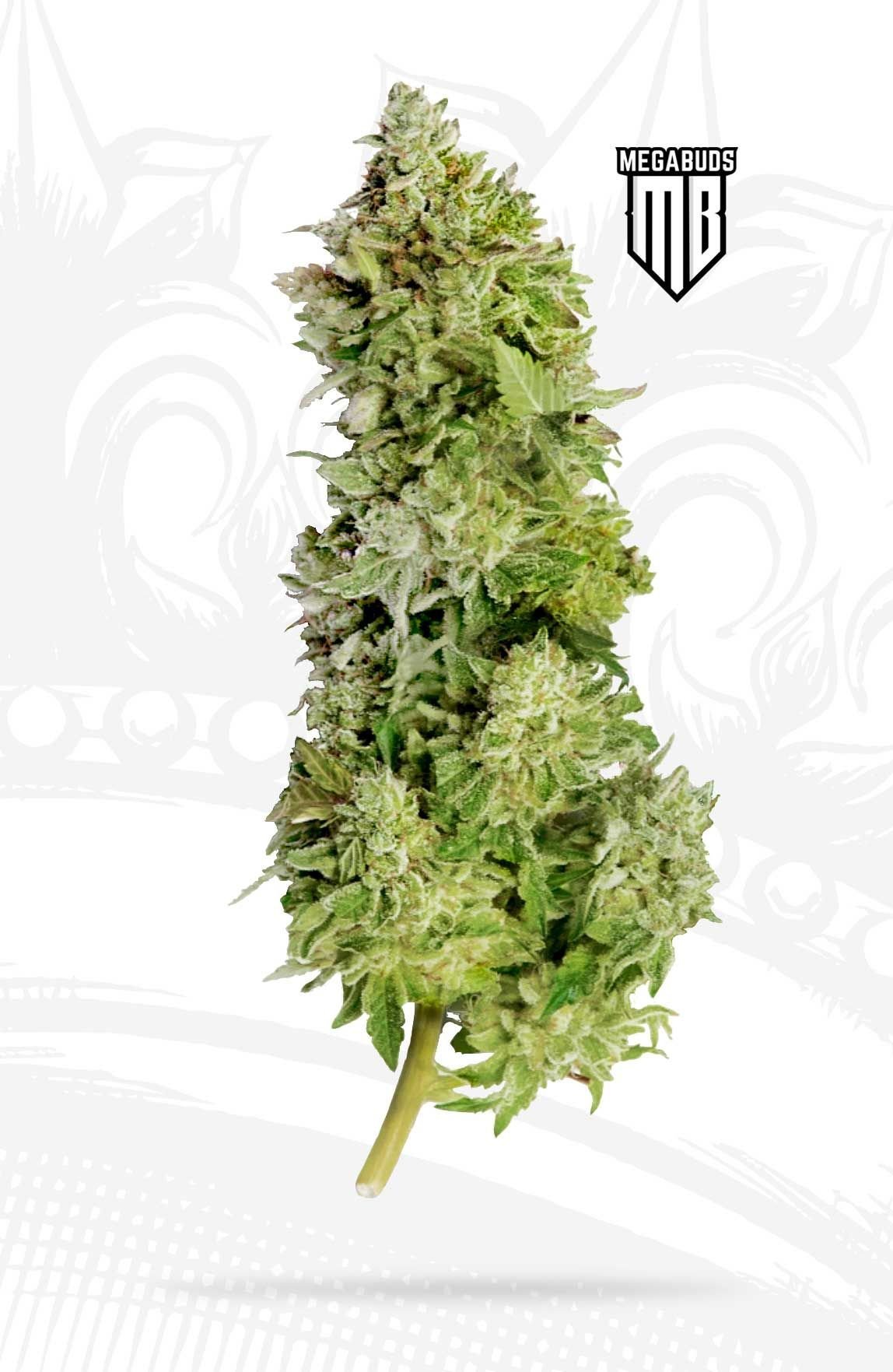 beast mode auto beast mode auto