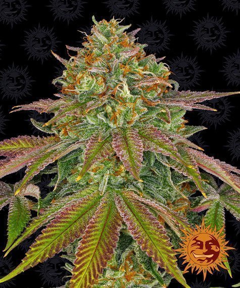 Barneys Farm Wedding Cake feminised seeds Barneys Farm Wedding Cake feminised seeds