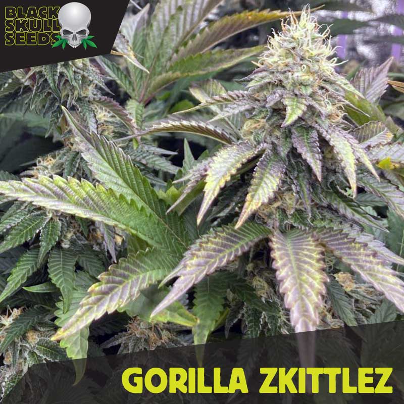 Gorilla Zkittlez cannabis seeds Gorilla Zkittlez cannabis seeds