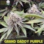 Grandaddy Purple cannabis seeds