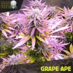 Grape Ape cannabis seeds