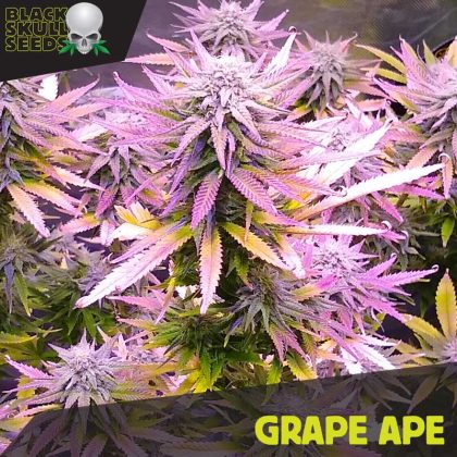 Grape Ape cannabis seeds