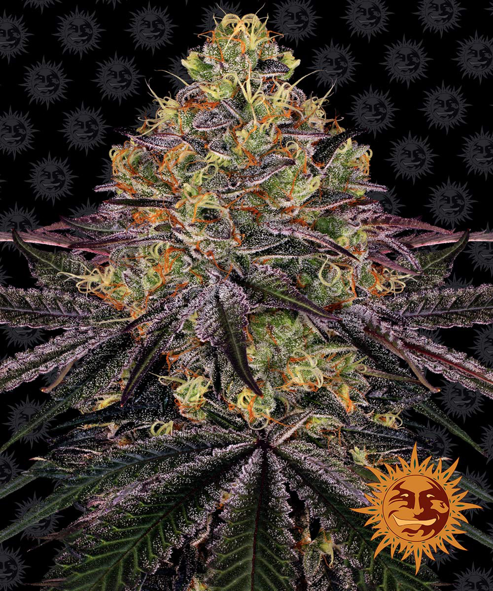 Barneys Farm Watermelon Zkittlez feminised seeds Barneys Farm Watermelon Zkittlez feminised seeds